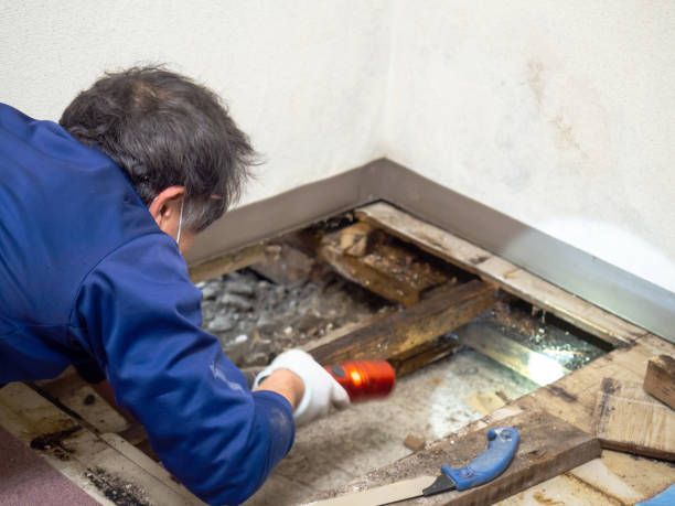 Best Emergency Mold Remediation in Evart, MI