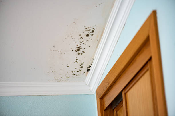 Best White Mold Remediation in Evart, MI