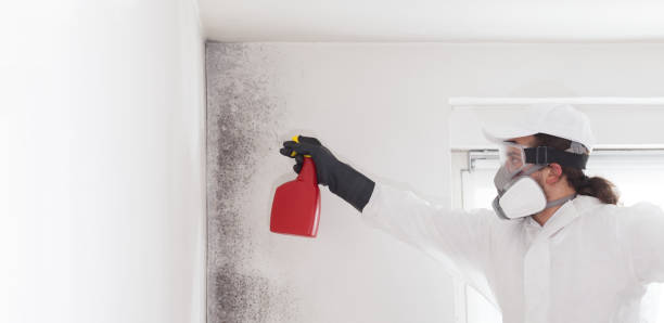 Best Post-Remediation Services in Evart, MI