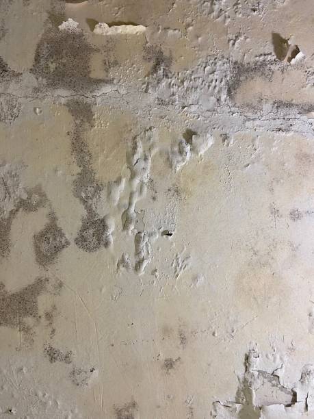Best Crawl Space Mold Remediation in Evart, MI