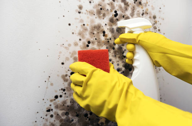 Reliable Evart, MI Mold Remediation Solutions