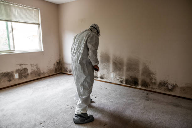 Best Basement Mold Remediation in Evart, MI
