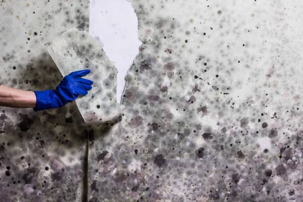 Best Black Mold Remediation in Evart, MI