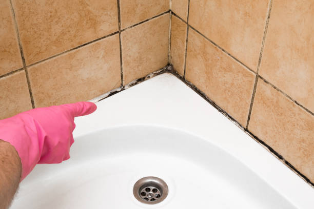 Best Preventive Mold Services in Evart, MI