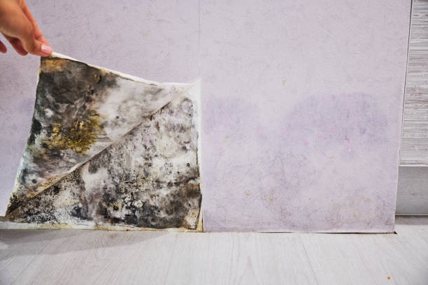 Best Residential Mold Remediation in Evart, MI